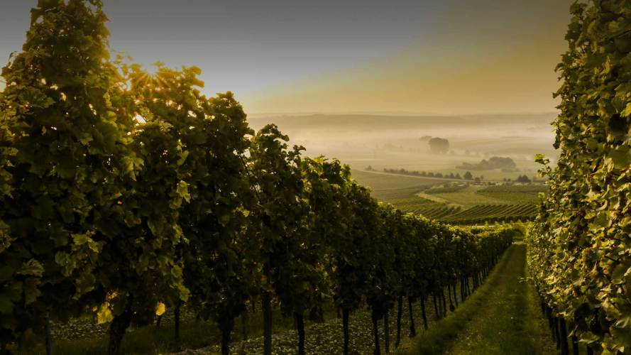 tokikoa-prestation-vin-anglet-bayonne-pays-baque